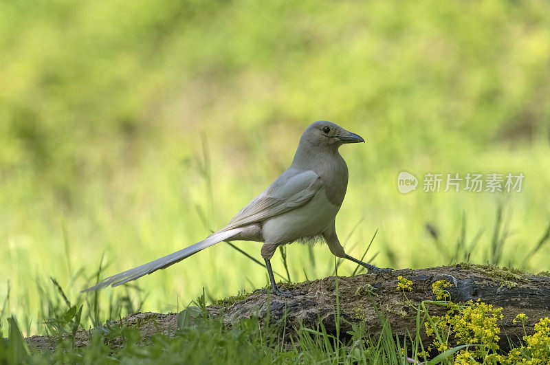 Leucistic 喜鹊（比萨饼）